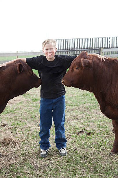istock Boy with his 4-H Calves 174946905