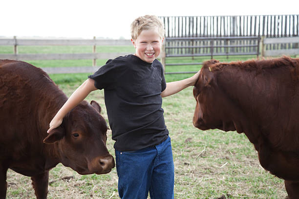 istock Boy with his 4-H Calves 174946906
