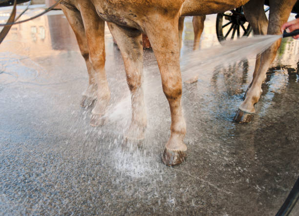 istock Cleaning The Legs of Horses 174947029