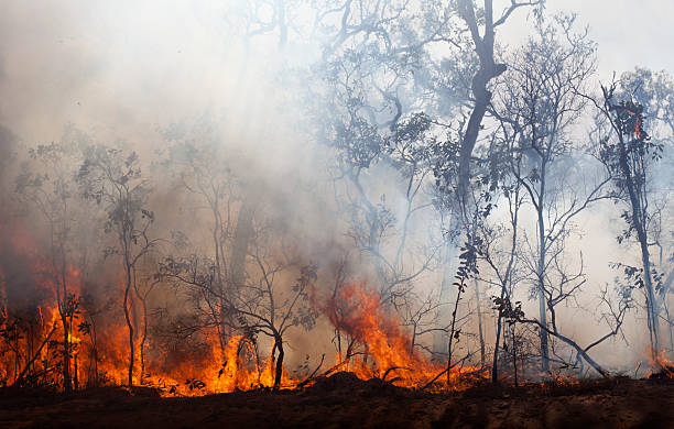 bush de incendios - wildfire smoke fotografías e imágenes de stock