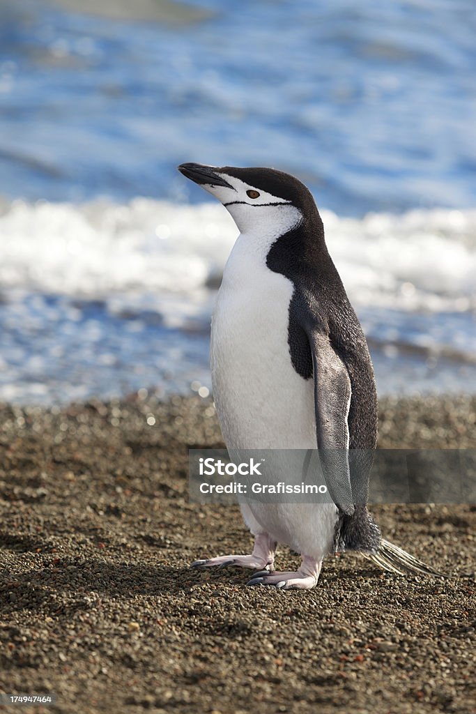 Antarktyda Pingwin maskowy na plaży - Zbiór zdjęć royalty-free (Antarktyda)