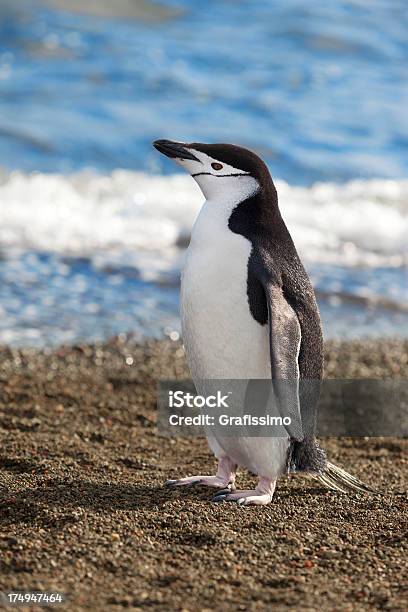 Antarktyda Pingwin Maskowy Na Plaży - zdjęcia stockowe i więcej obrazów Antarktyda - Antarktyda, Chłodny, Cud natury