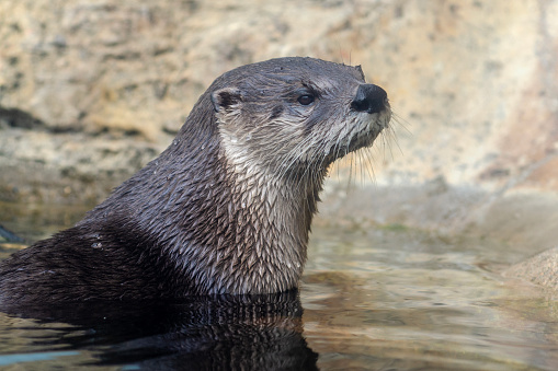 Close up of North American river otter, Lontra canadensis. sitting on a rocky shoreline.