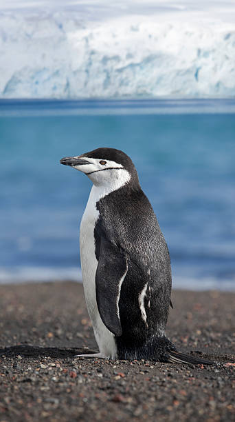 南極ヒゲペンギンビーチで - penguin chinstrap penguin antarctic peninsula ice floe ストックフォトと画像