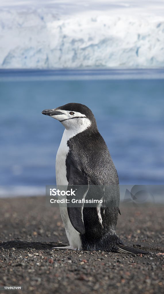 Antártica Pinguim da Antártica na praia - Foto de stock de Animal royalty-free