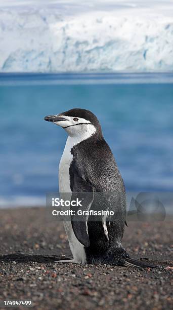 Foto de Antártica Pinguim Da Antártica Na Praia e mais fotos de stock de Animal - Animal, Antártica, Clima polar