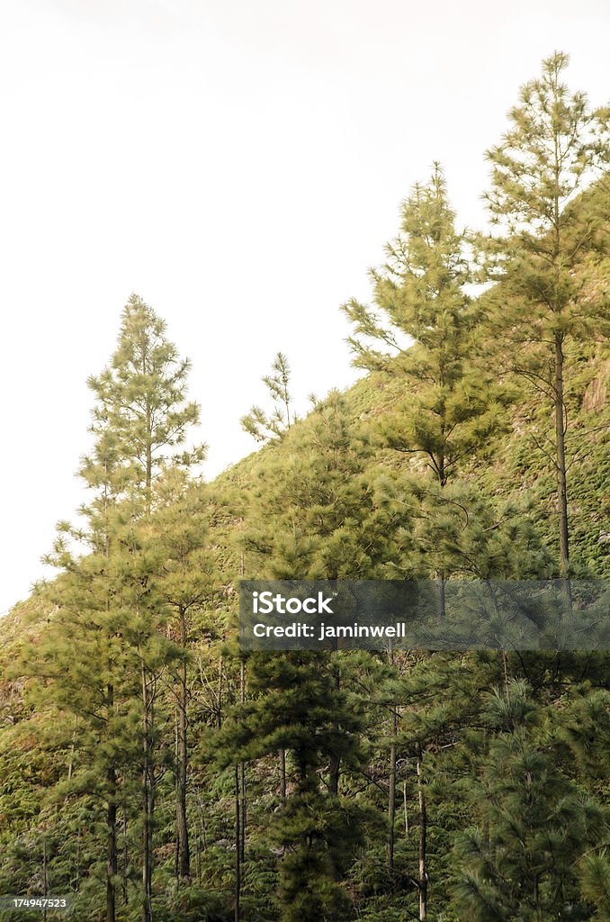 Pine trees sur pente raide - Photo de Abrupt libre de droits