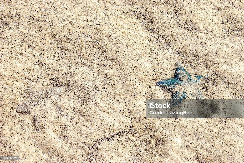 Estrela do mar na areia (Asteroidea Spinulosida - Foto de stock de Abstrato royalty-free