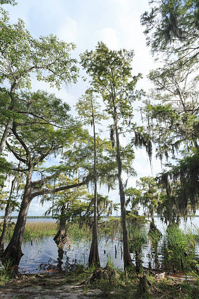 istock Lake Russell Shoreline 174947566