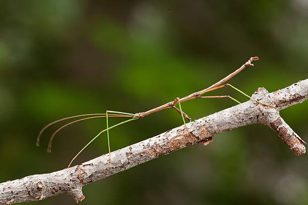 skorsten ecstasy forholdet Walking Stick On Branch Stock Photo - Download Image Now - Stick Insect,  Insect, Animal - iStock