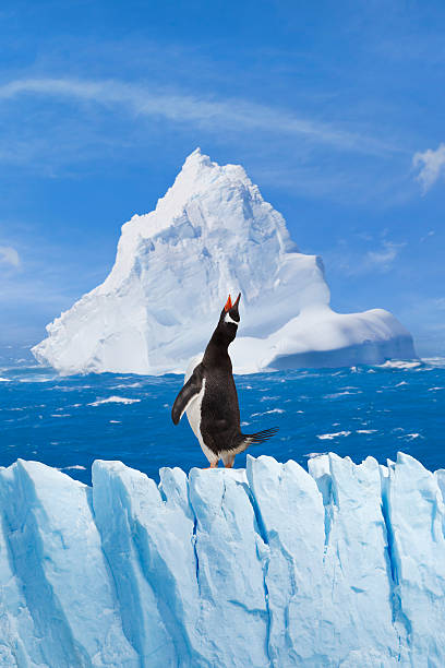 Antarctica gentoo penguin shouting stock photo