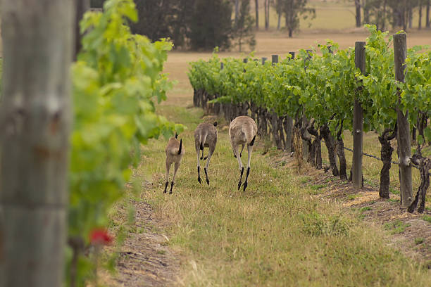 hunter valley kangaroos - vineyard hunter valley australia vine zdjęcia i obrazy z banku zdjęć