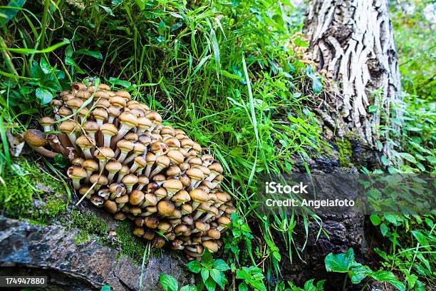 Pilze Im Herbst Wald Stockfoto und mehr Bilder von Baumbestand - Baumbestand, Bildschärfe, Erdreich