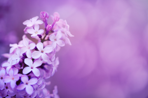 Pink lilac flowers in bloom in spring.