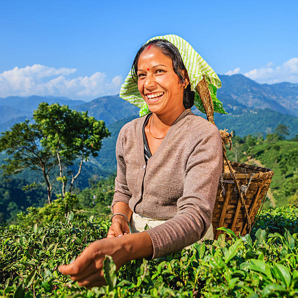 indian tous les gens plucking feuilles de thé darjeeling, inde - tea crop plantation tea leaves farmer photos et images de collection