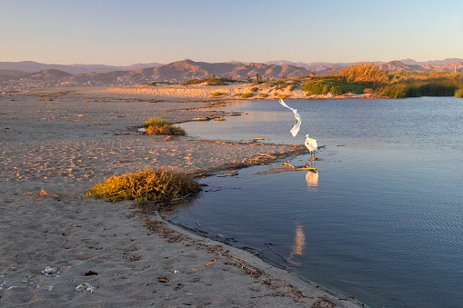 White egret flying over Santa Clara river jetty at Surfers Knoll in Ventura California United States
