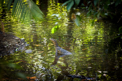 Komodo Lizard on a river in the jungle