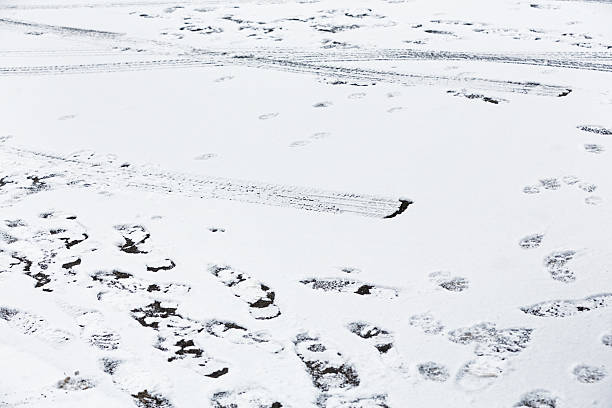 tracce di pneumatici e orme nella neve dal vialetto - isweather2013 foto e immagini stock