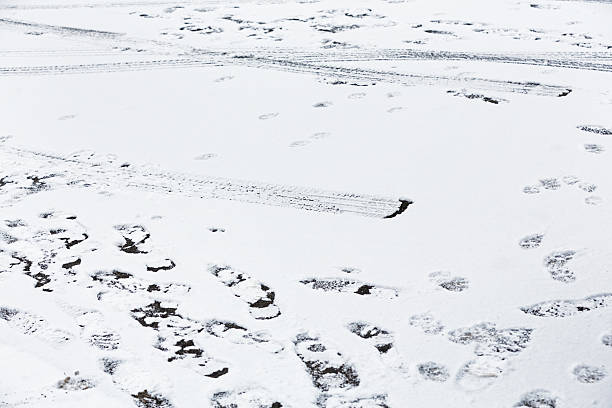 opona utworów i ślady na snowy podjazd - isweather2013 zdjęcia i obrazy z banku zdjęć