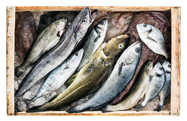 新鮮な魚 - catch of fish gilt head bream variation crate ストックフォトと画像