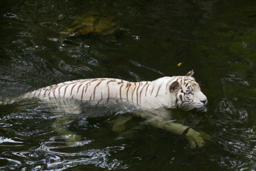 a great white tiger