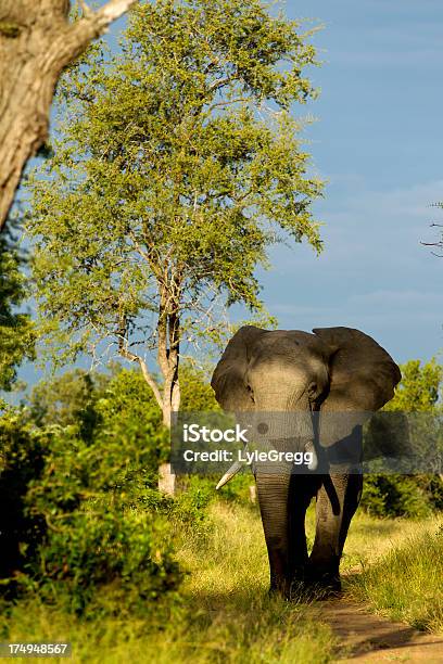 Photo libre de droit de Éléphant banque d'images et plus d'images libres de droit de Afrique - Afrique, Agression, Animal mâle