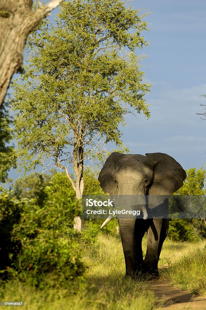 Elefante - Foto stock royalty-free di Africa