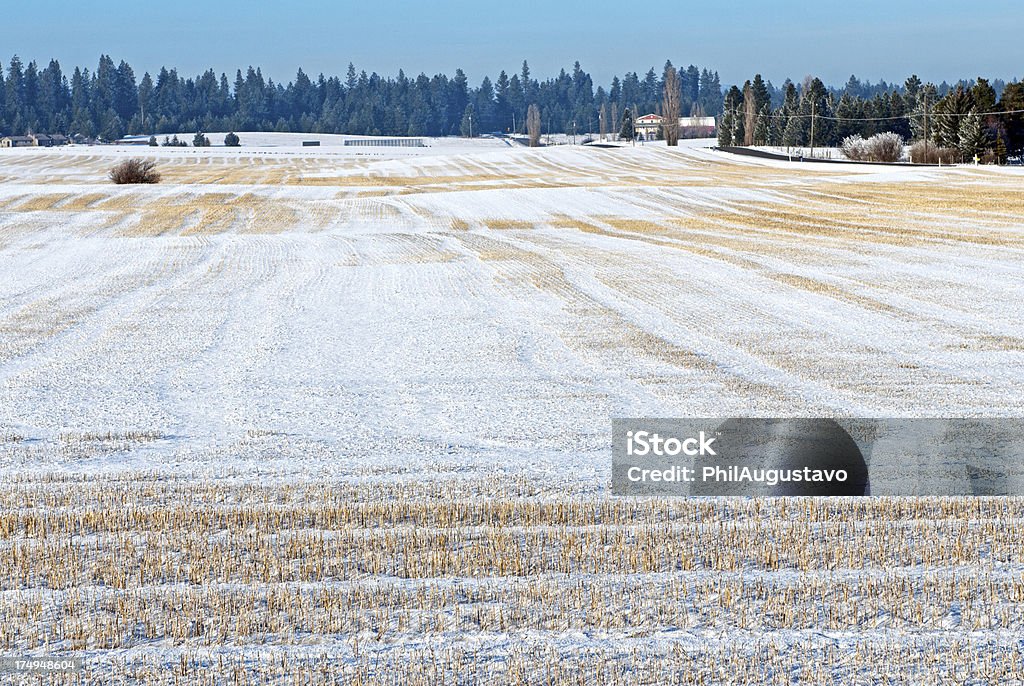 Trigo campo cubierto de nieve en el este de Washington - Foto de stock de Bosque libre de derechos