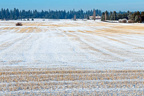 Snow makeup piled up in the rice fields