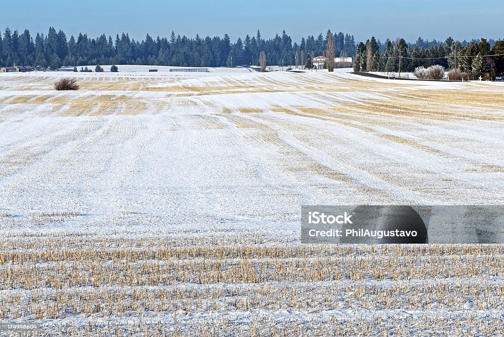 Coberto de neve campo de trigo na Oriental Washington - Foto de stock de Cabo de alta-tensão royalty-free