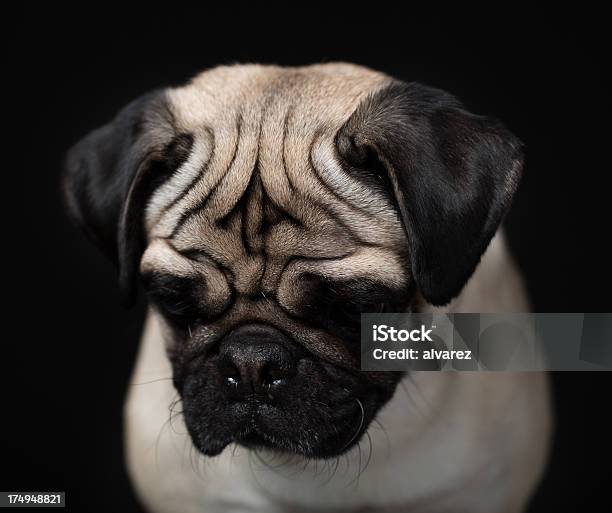 パグのポートレート - 犬のストックフォトや画像を多数ご用意 - 犬, 黒背景, クローズアップ