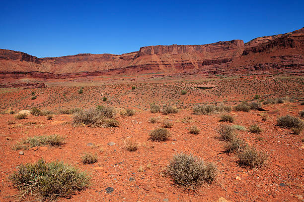 istock Desert landscape in Colorado, USA 174948985