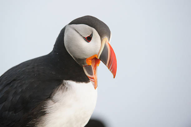 Portrait des Macareux - Photo