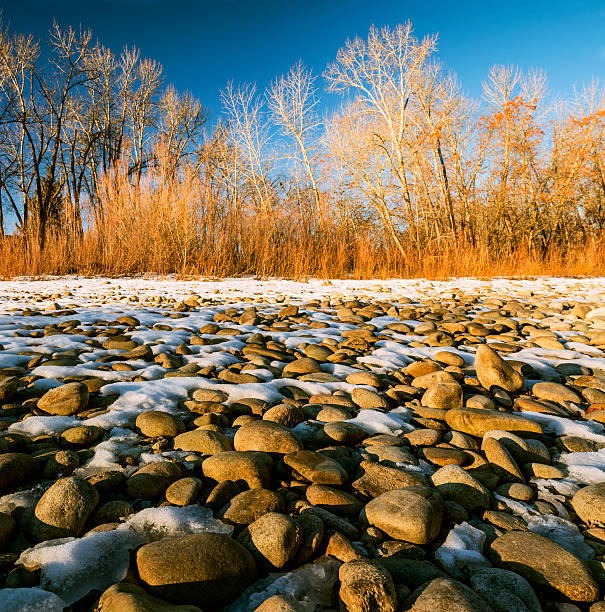 бойсе winter - bare tree environment nature boise стоковые фото и изображения