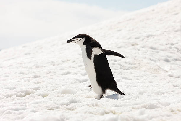 antarktis zügelpinguin gehen im schnee - penguin chinstrap penguin antarctic peninsula ice floe stock-fotos und bilder