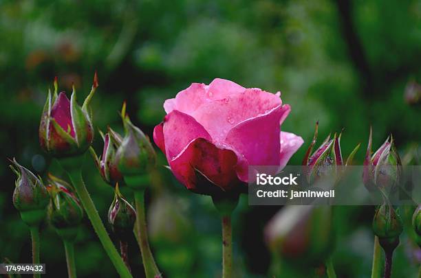 Прекрасный Розовый И Rosebuds В Сад — стоковые фотографии и другие картинки Розовый - Розовый, Без людей, Весна