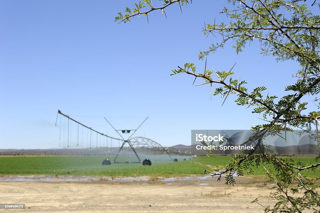 Pivot irrigation in dry South African Karoo with thorns foreground "Lucerne or alfalfa cultivated in the dry South African Karoo, where underground water supplies are being threatened by high pressure fracturing or 'fracking' of underground gas reservoirs." Desert Area Stock Photo