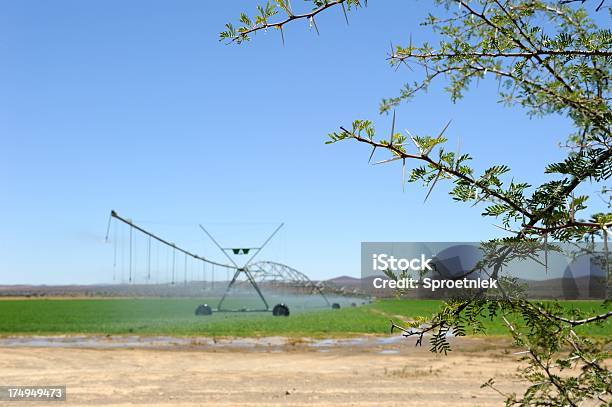 Pivot Irrigation In Dry South African Karoo With Thorns Foreground Stock Photo - Download Image Now