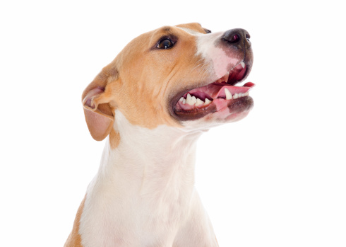 Happy Jack Russell Terrier and Pit Bull Mixed Breed Dog Close-up on White Background