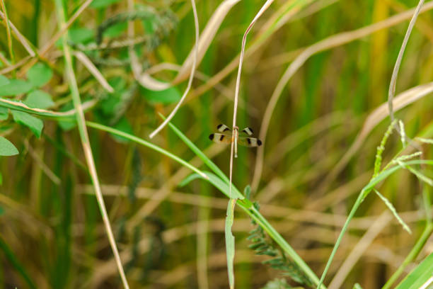 A winged insect clings to a leaf.