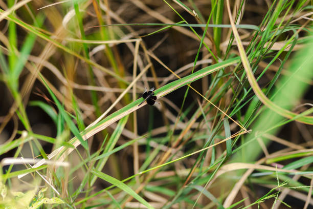 istock A winged insect clings to a leaf. 1749495556