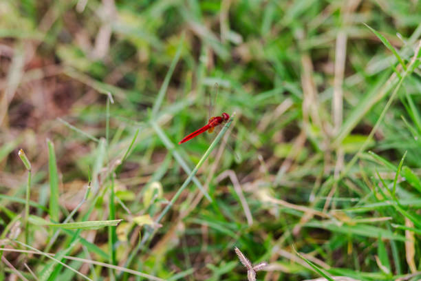 A winged insect clings to a leaf.