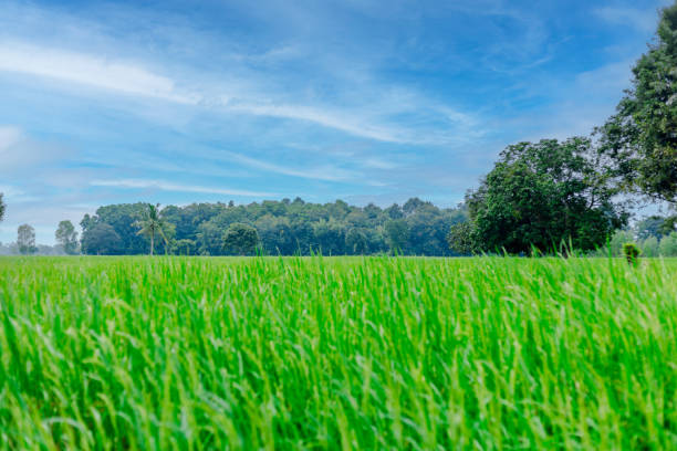 die reisfelder waren voller reis. - green field agriculture summer stock-fotos und bilder