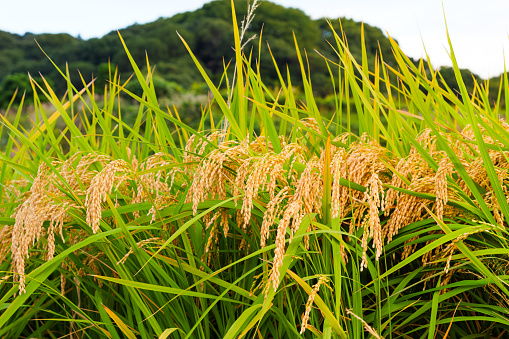 Autumn sunlight, yellow ears of rice in abundant harvest, paddy field scenery at dusk