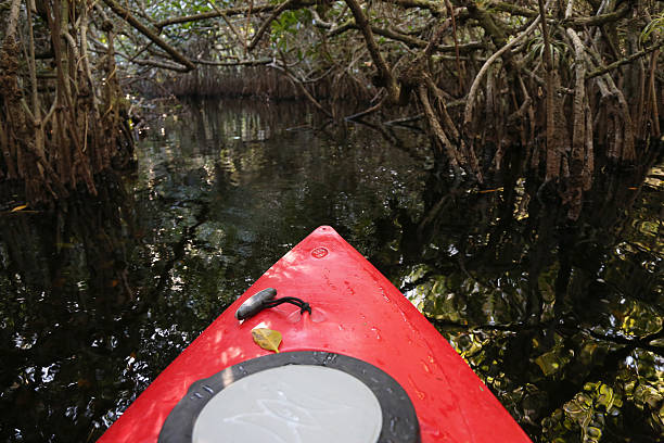 istock Kayaking in Everglades National Park 174949586