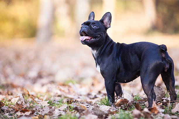 istock Funny French Bulldog 174949610