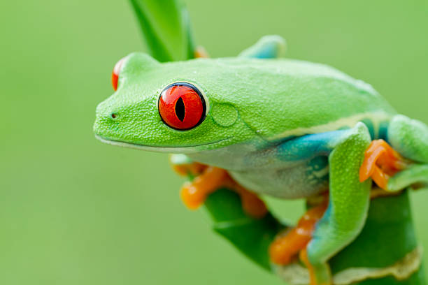 istock Colorful Red-eyed Tree Frog in Rainforest 174949725