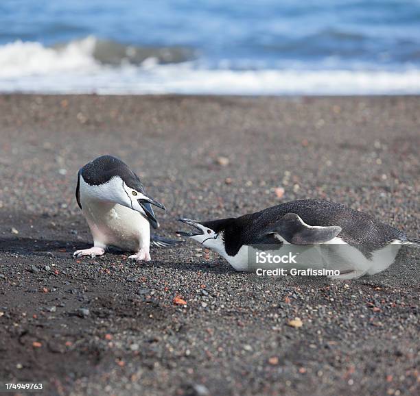 Antártida Pinguimbarbudo Brigando Na Praia - Fotografias de stock e mais imagens de Animal - Animal, Antártida, Ao Ar Livre