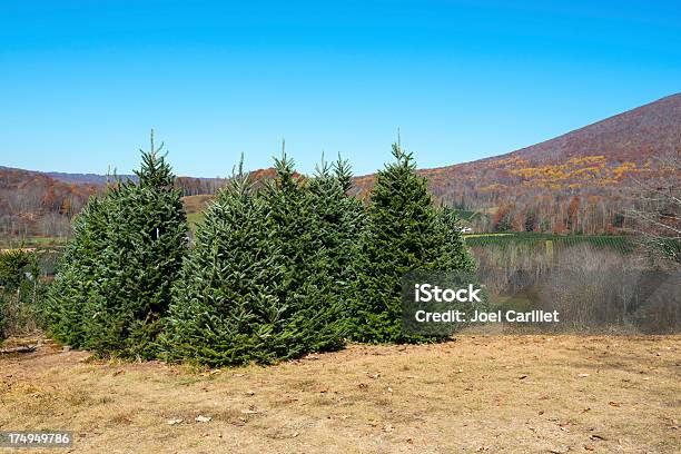 Christmas Tree Farm Stockfoto und mehr Bilder von Agrarbetrieb - Agrarbetrieb, Baum, Berg