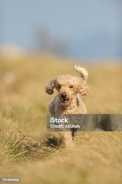 Barbone - Fotografie stock e altre immagini di Abbaiare - Abbaiare, Accessibilità, Allegro